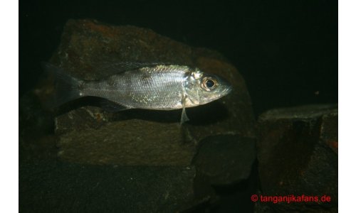 Cyathopharynx foai Kabogo